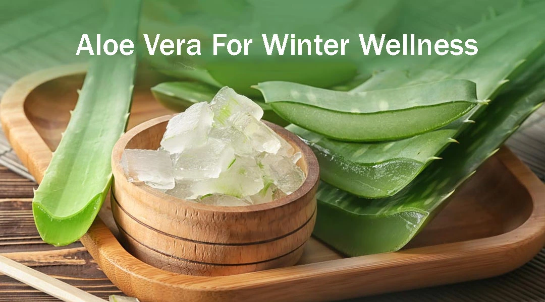 Aloe Vera for Winter Wellness
